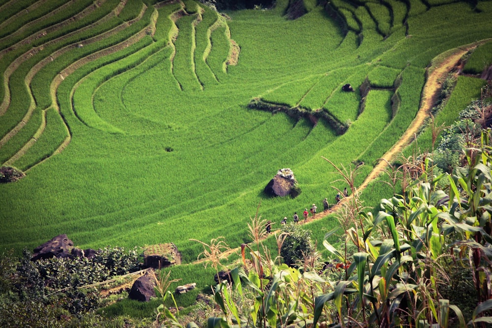 tiered rice field view during daytime