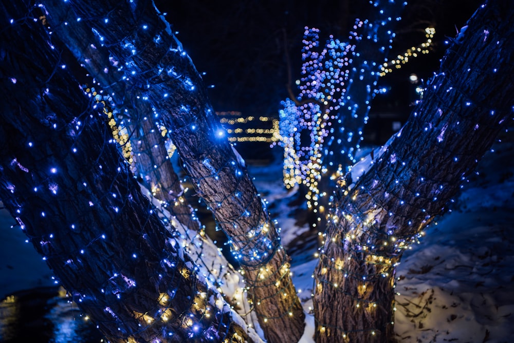 blue string lights on tree during night time