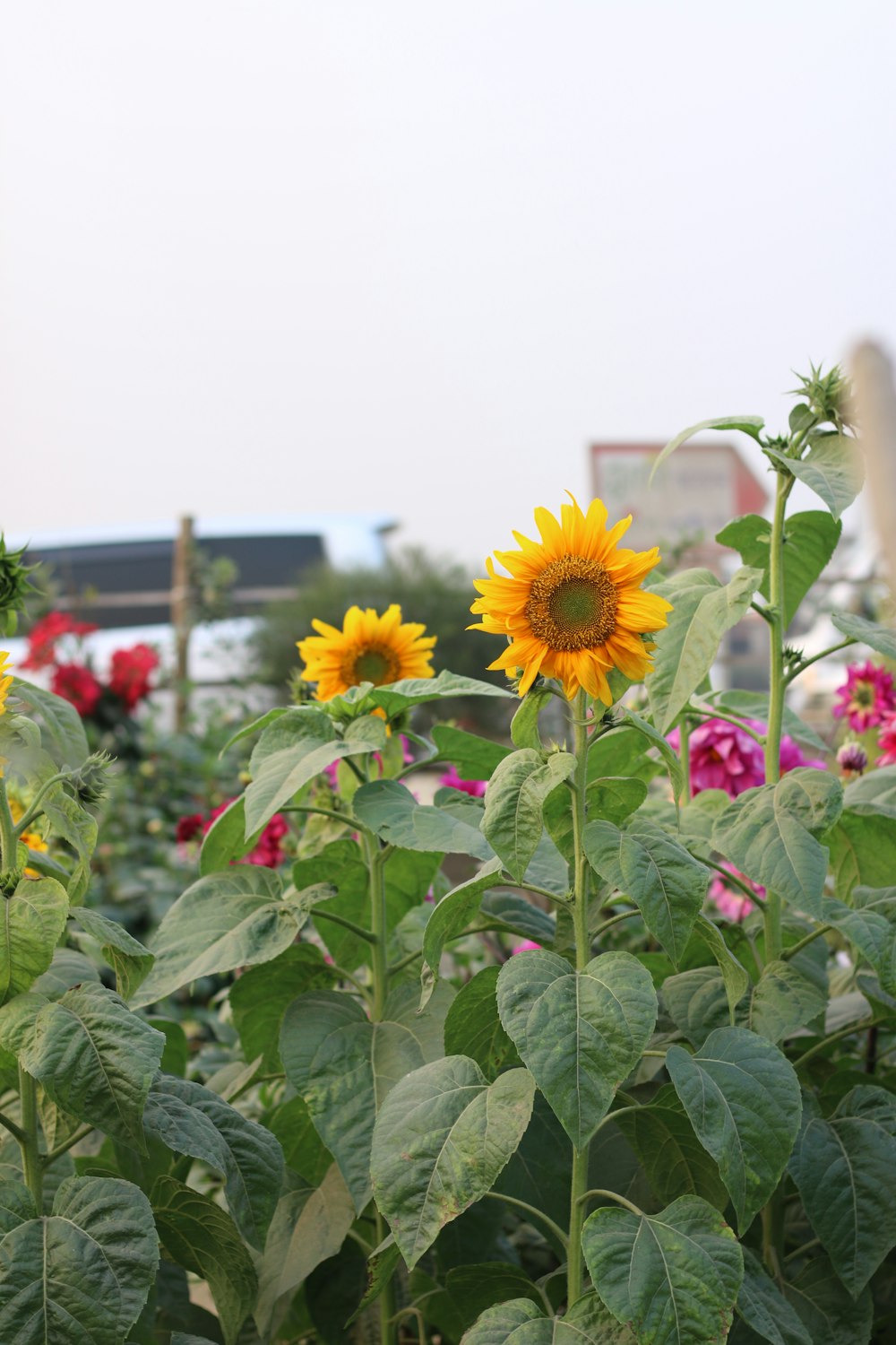 Selektive Fokusfotografie von Sonnenblumen