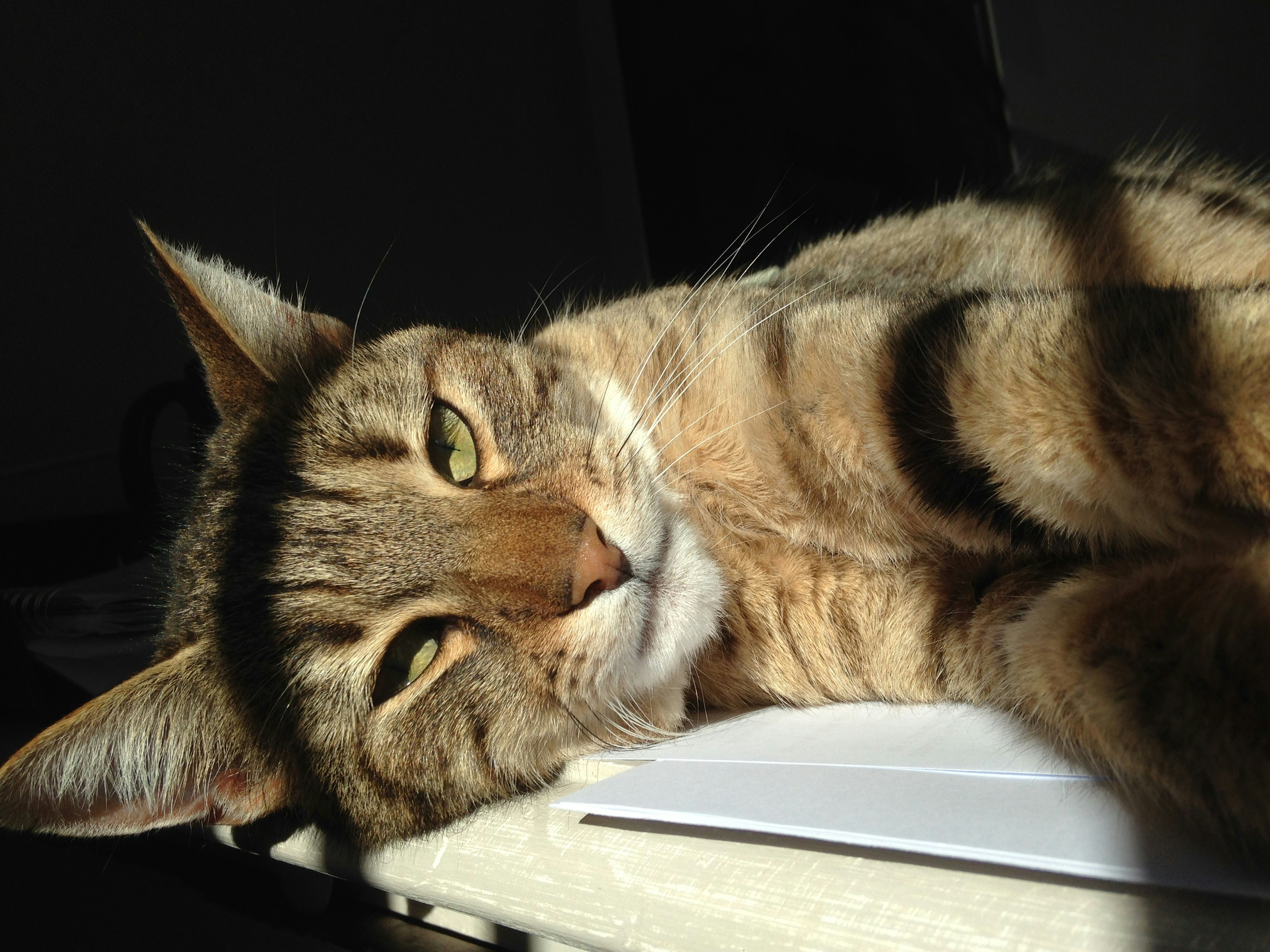 Free Unsplash photo from Nathalie Cent