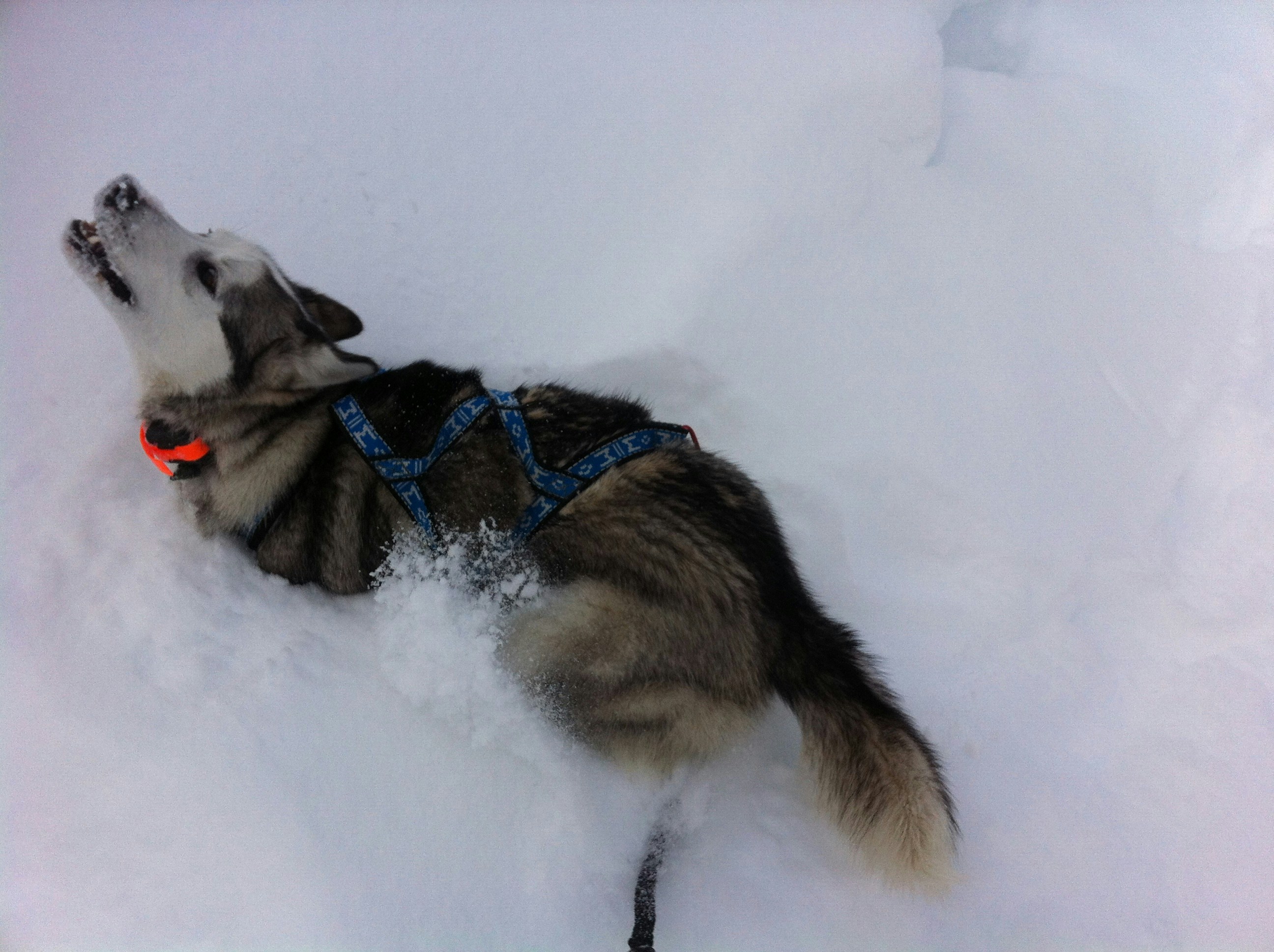 Free Unsplash photo from Nathalie Cent