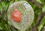 A vibrant red fruit is encased in a delicate, almost transparent, skeletal structure of a plant pod. Surrounding this central subject are various shades of green leaves, each showcasing different textures and patterns in the background.