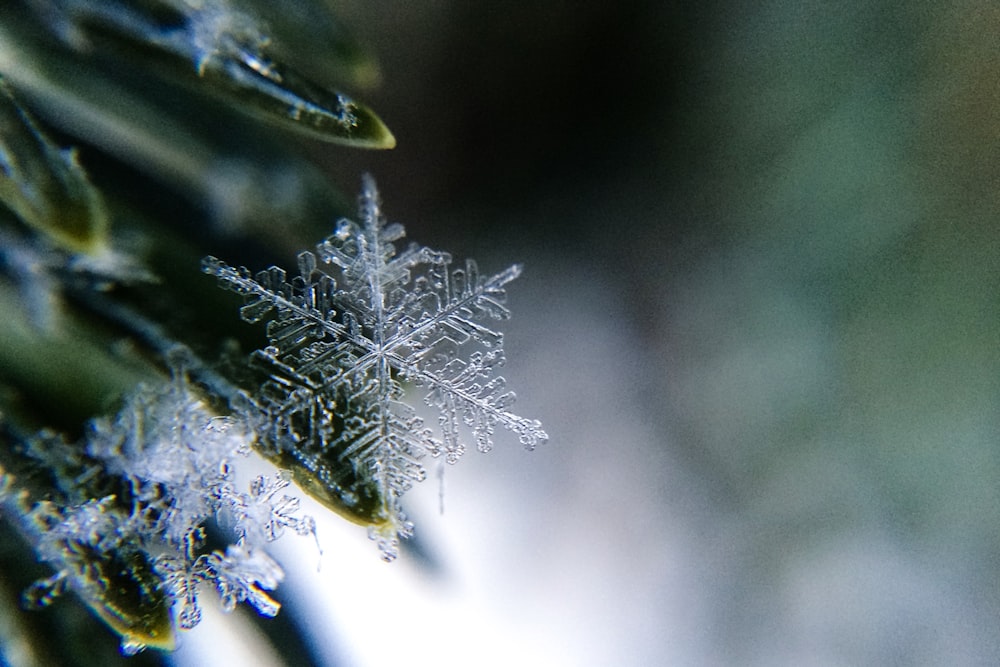 um close up de um floco de neve em um galho de árvore