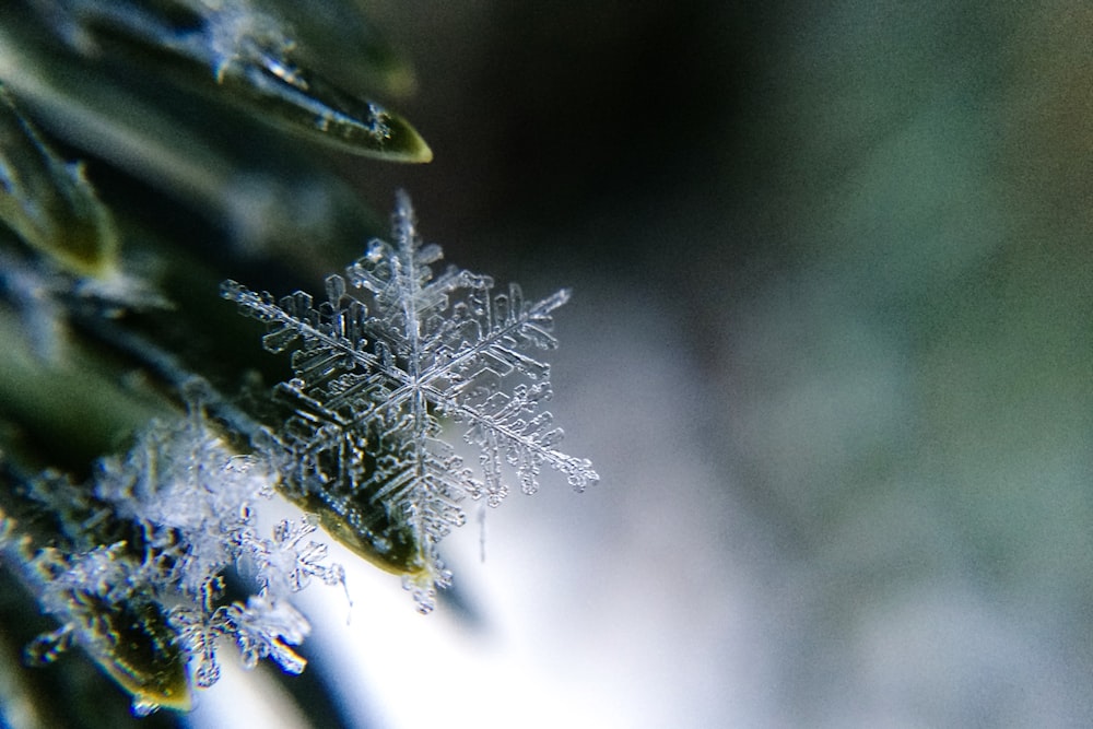 a close up of a snowflake on a tree branch