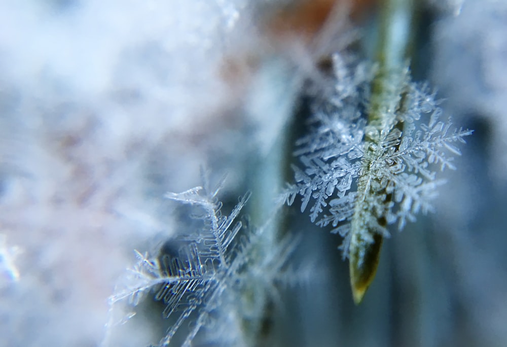 Photographie de flocons de neige à faible mise au point