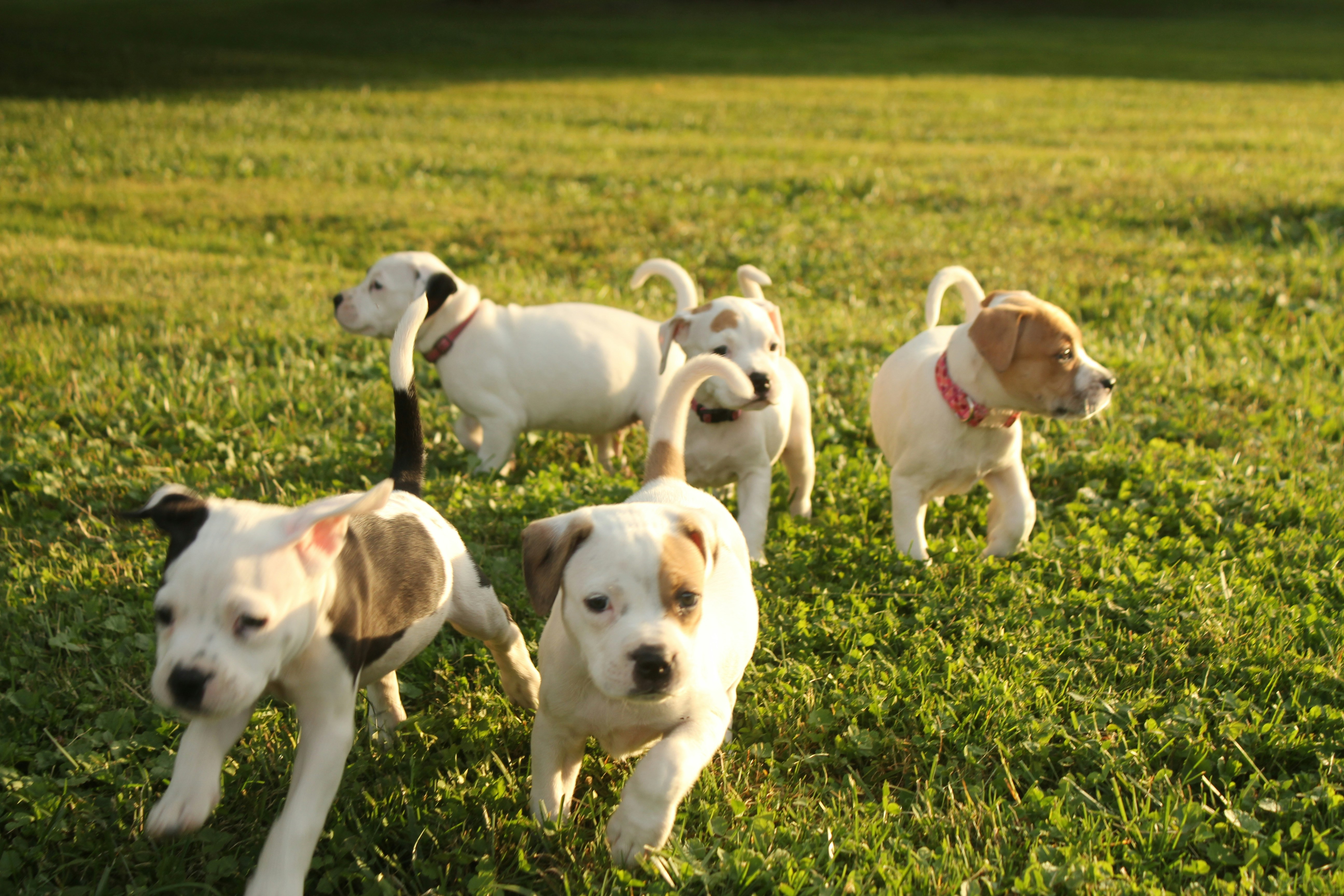 Free Unsplash photo from Ben Cometa