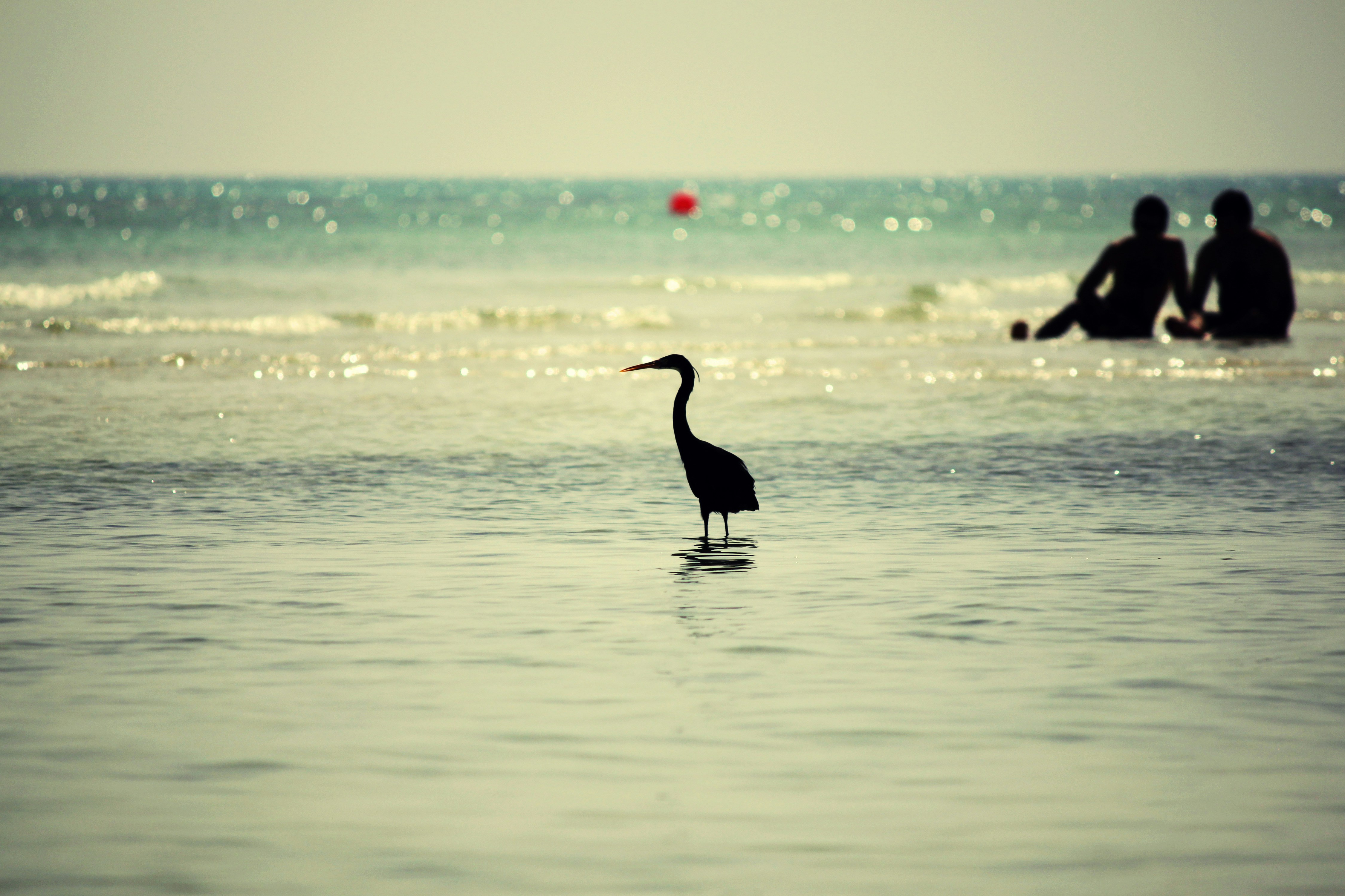 Free Unsplash photo from Farhad Hosseinzadeh