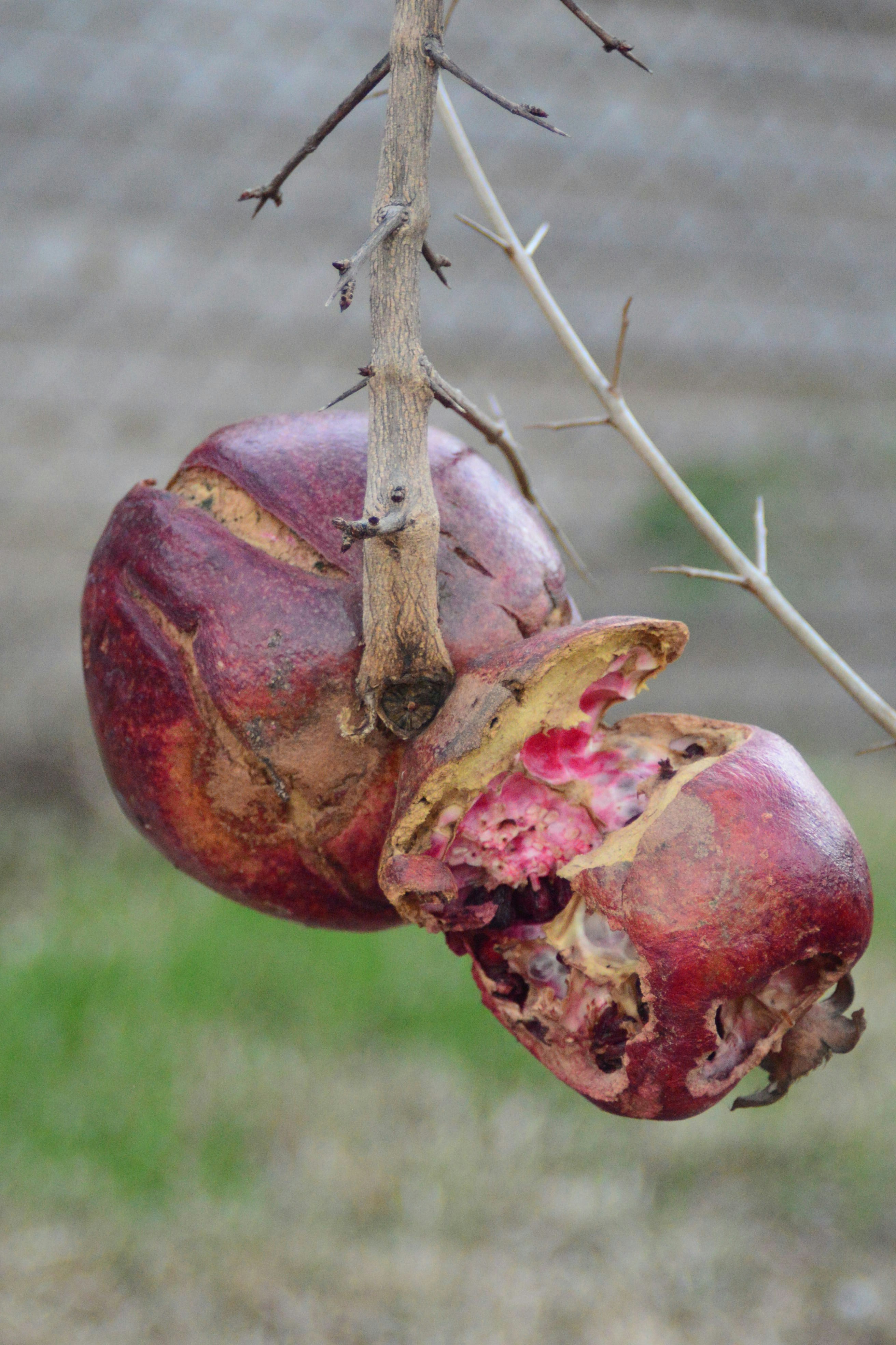 Free Unsplash photo from alexandra stratan