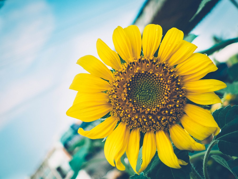 Fotografia a fuoco selettiva del girasole