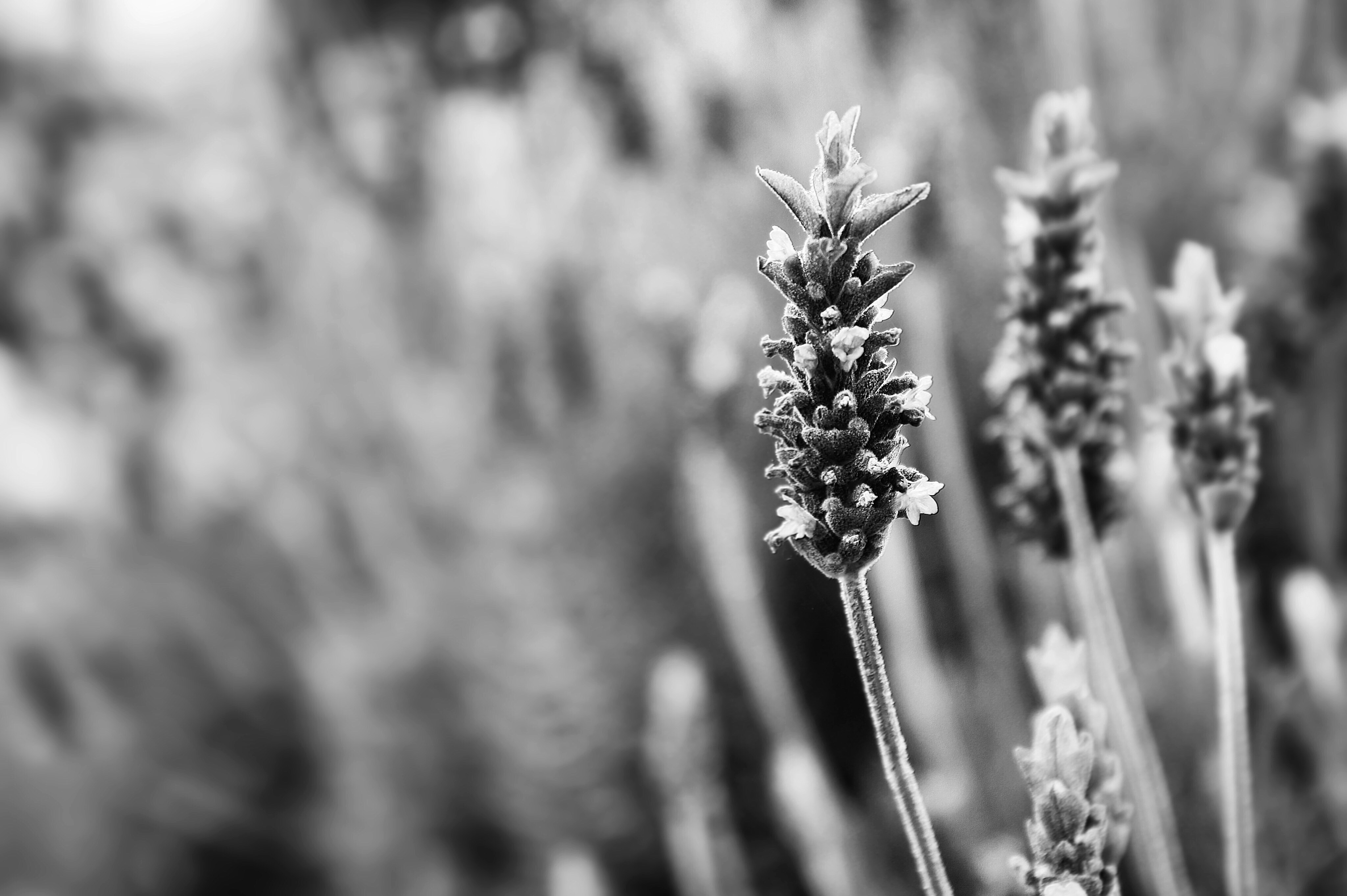 Photo By Mihail Ribkin