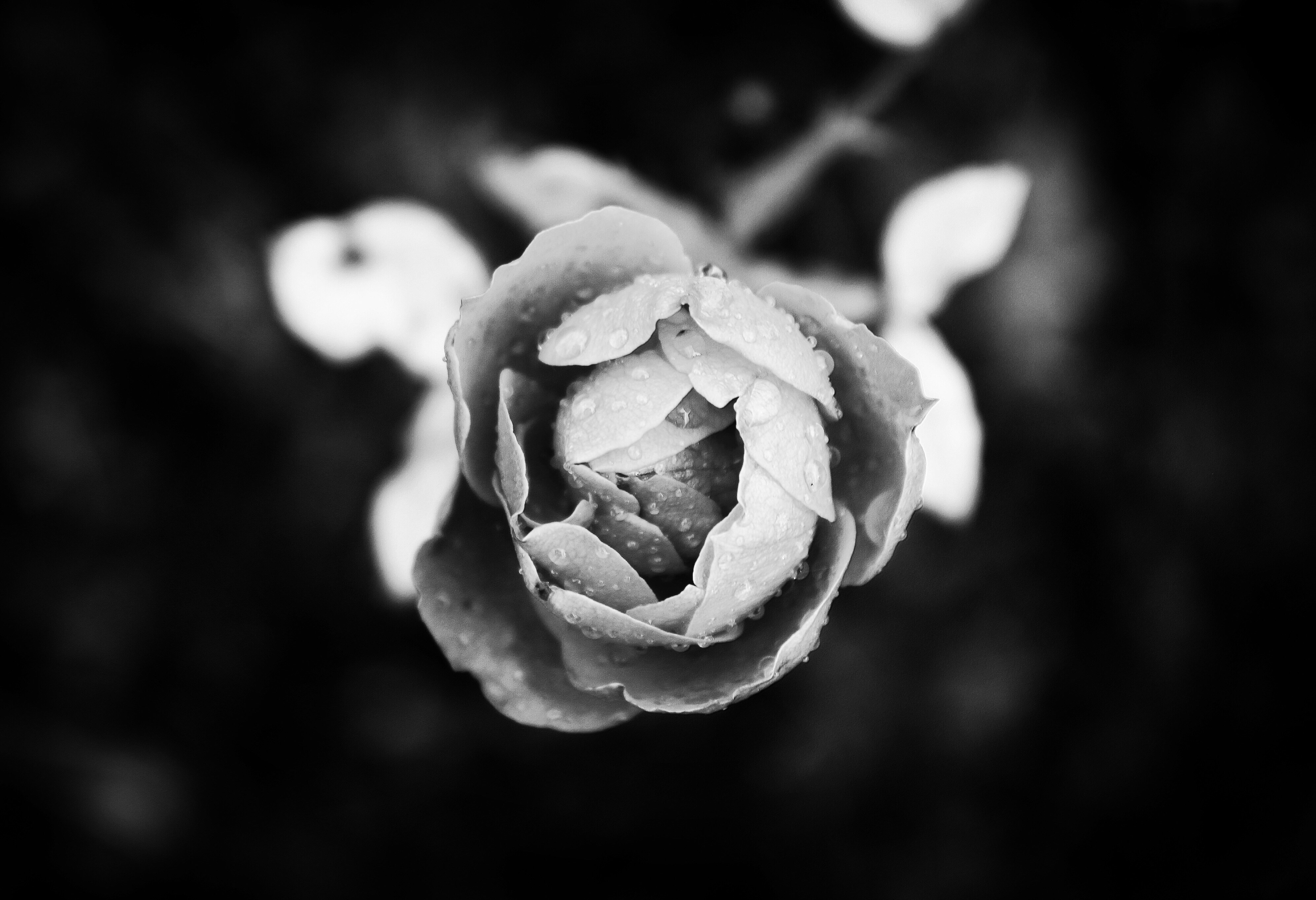 Photo By Mihail Ribkin