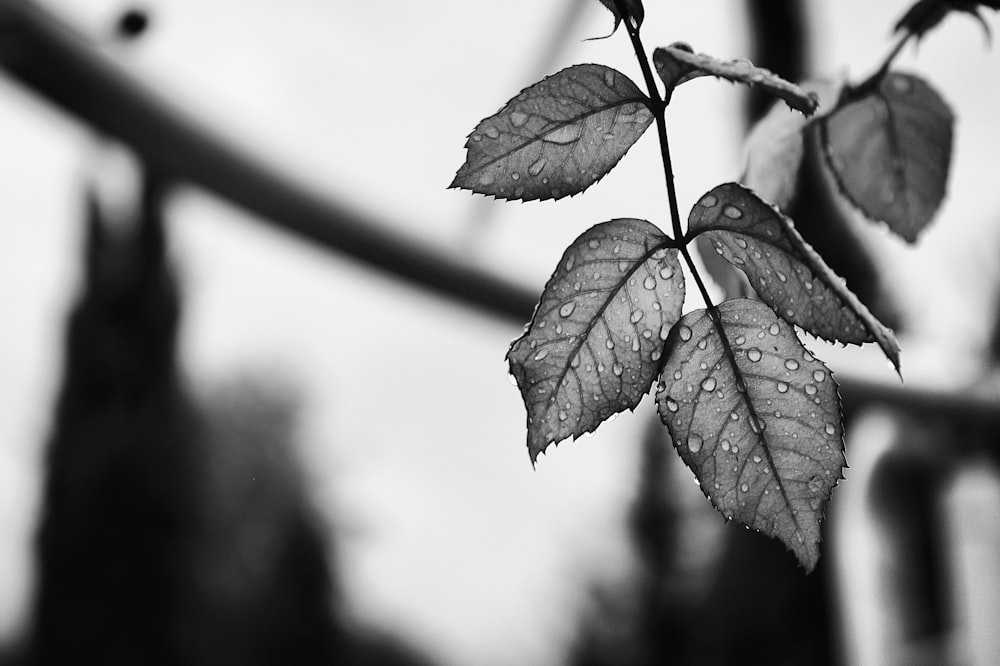 Fotografía en escala de grises de las hojas