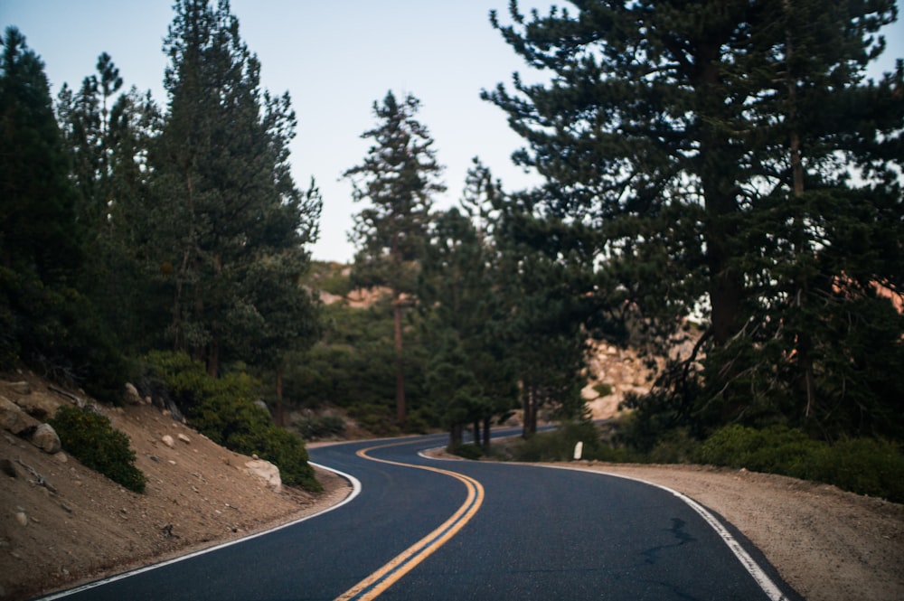 black asphalt road in the middle of trees during daytime