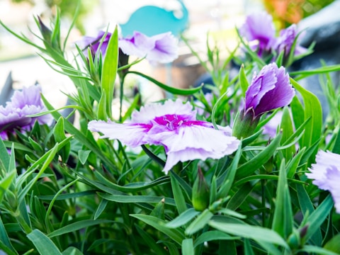 Purple flowers with delicate petals are surrounded by lush green leaves. The flowers are in various stages of bloom, from tightly closed buds to fully open blossoms. The background is softly blurred, drawing focus to the vibrant floral details.