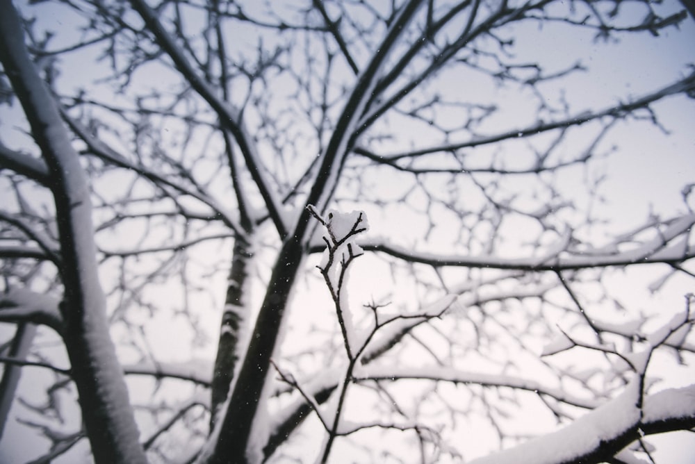 Fotografia a fuoco selettiva di un albero spoglio pieno di neve