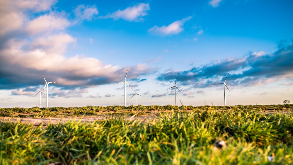 low-angle photo of green grass under blue sky