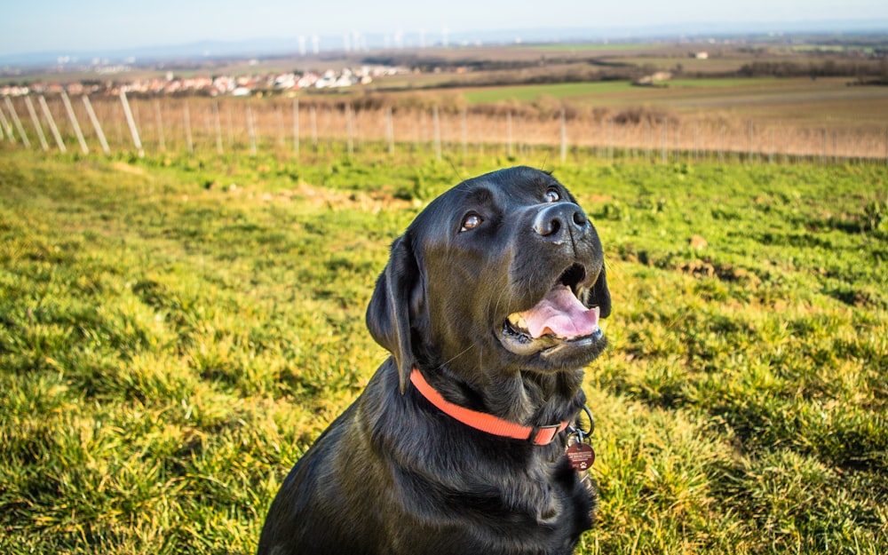 black labrador retriever on green grass field during daytime