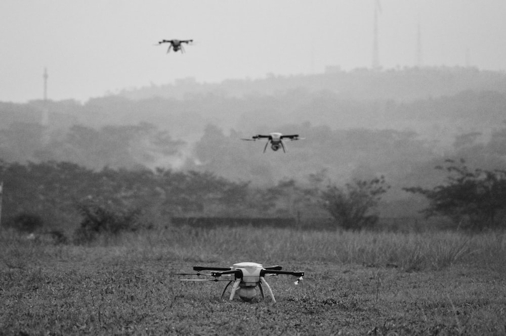 birds flying over the field