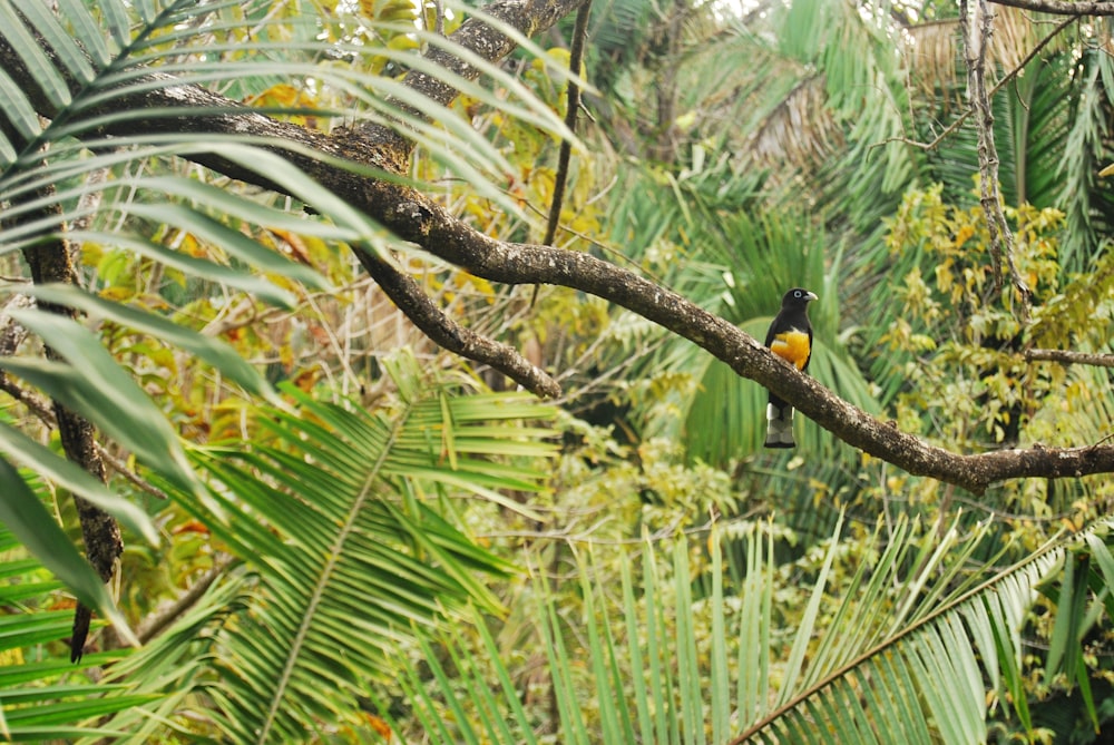 oiseau jaune et noir sur branche d’arbre brun