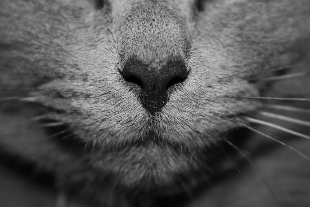 Une photo macro en noir et blanc du nez d’un chat