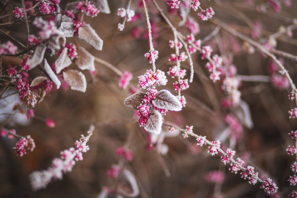 昼間のピンクの花びらの花