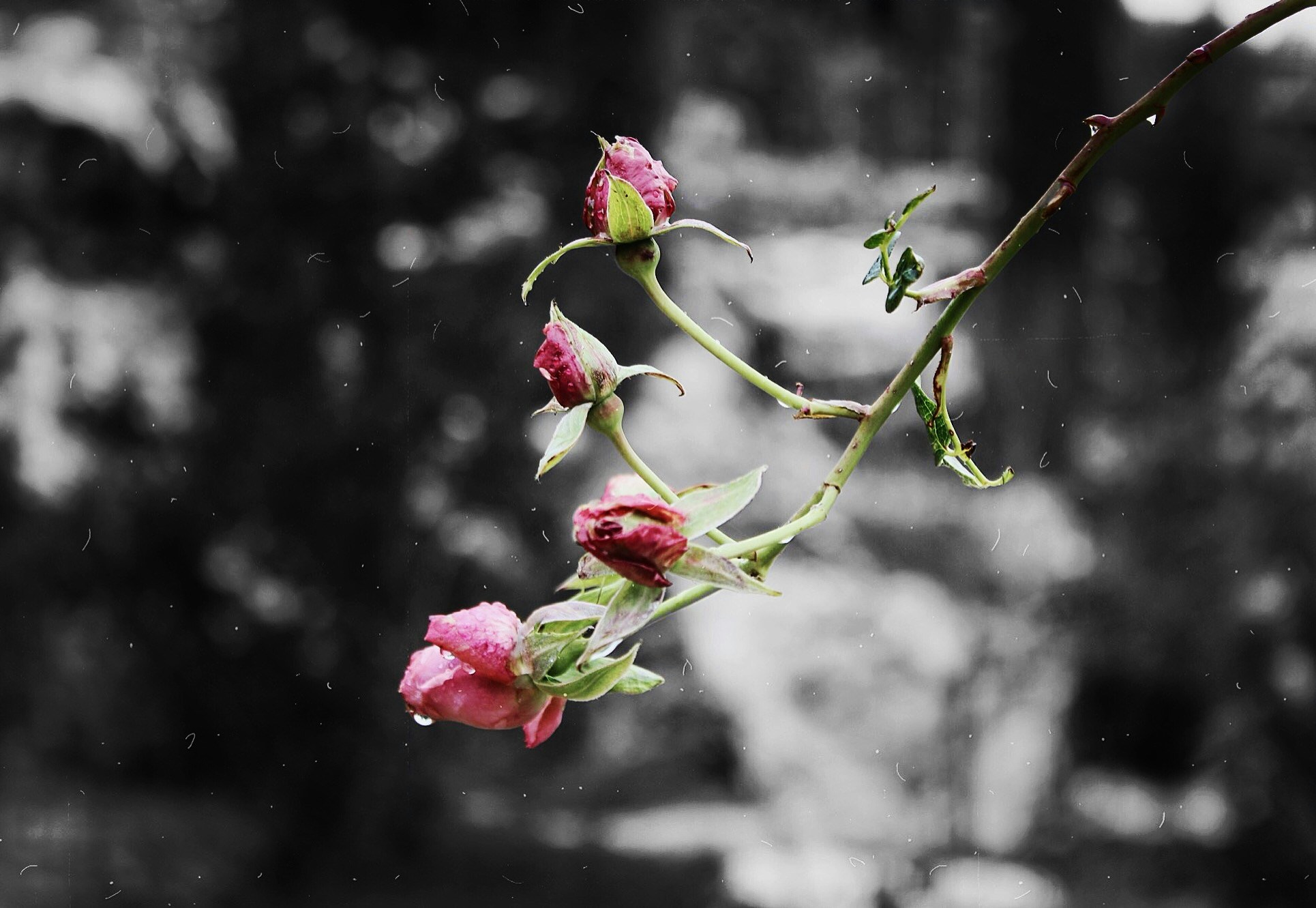 Photo By Mihail Ribkin