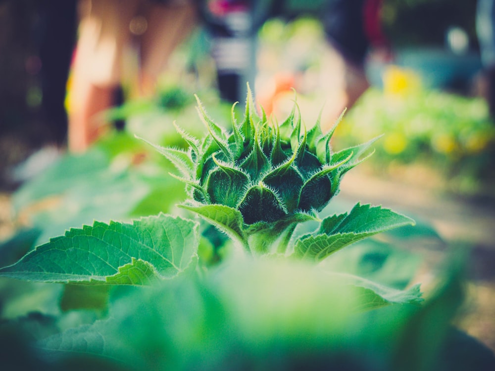 green leafed plant in shallow photography