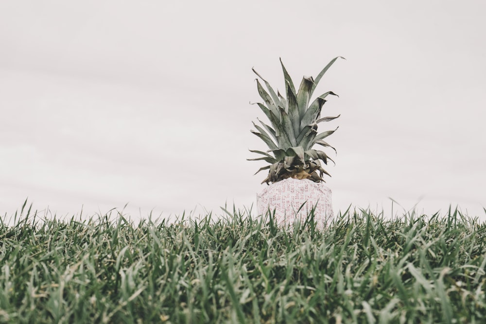 pineapple fruit at daytime