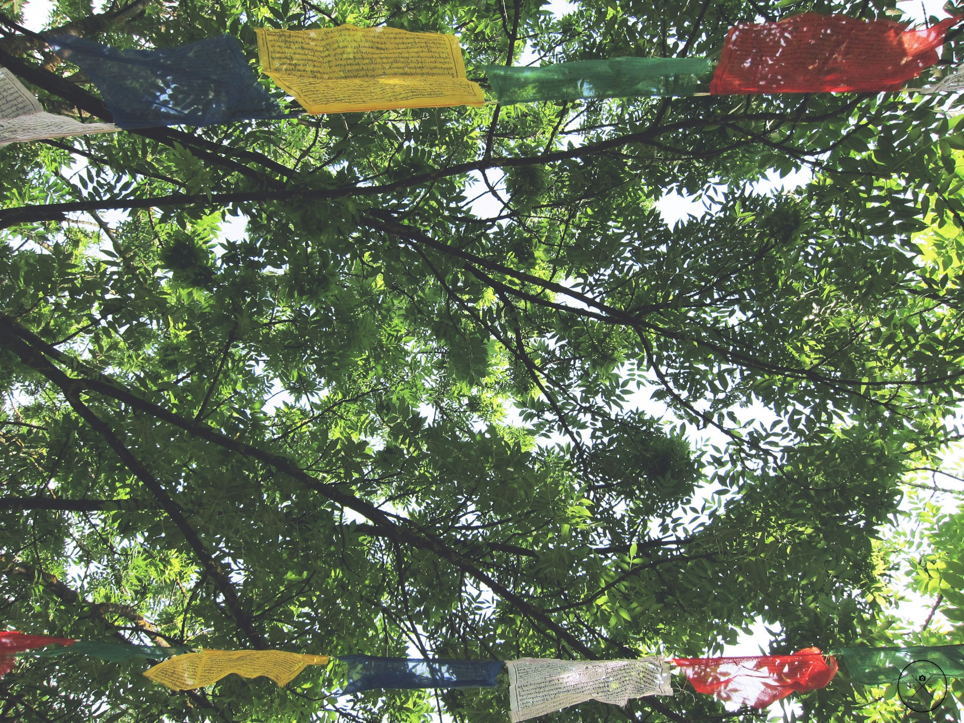 yellow and red buntings beside green leafed tree