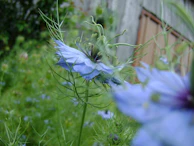 Close-up of delicate flowers blooming in a well-maintained garden bed.