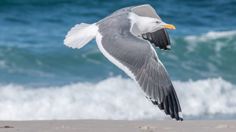 gabbiano bianco e grigio che vola vicino alla riva del mare