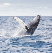 photography of whale