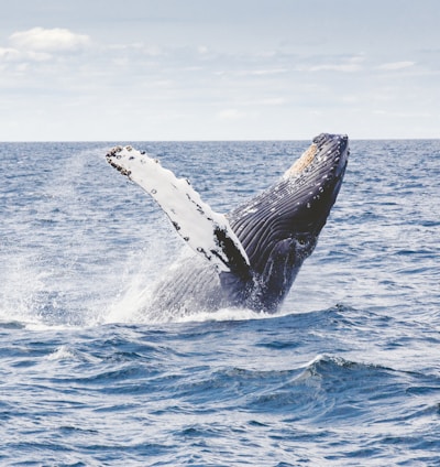 photography of whale