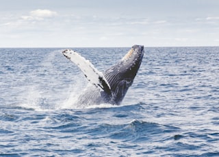 photography of whale