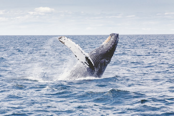 Starting this month, you can see thousands of gray whales traveling along the California Coast. Here's how to see them 