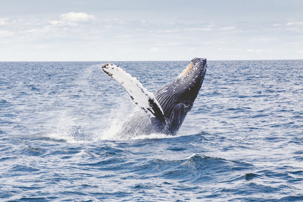 photography of whale
