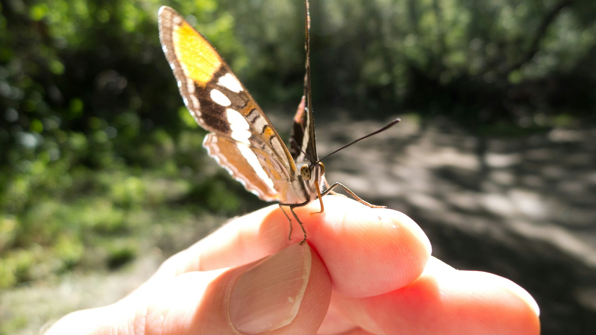 Free Unsplash photo from Holger Hubbs