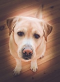 A curious Labrador puppy looking up with bright, attentive eyes.