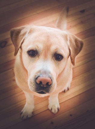 A curious Labrador puppy looking up with bright, attentive eyes.