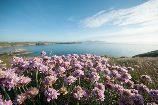 blooming purple petaled flowers viewing sea under blue and white skies in Whitesands Bay United Kingdom