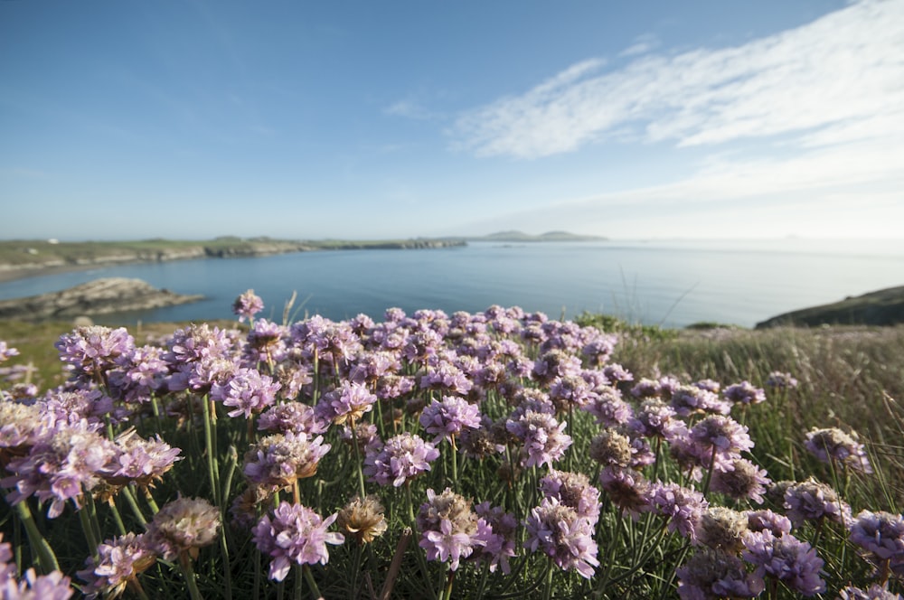 blühende lila blütenblattige Blumen, die das Meer unter blauem und weißem Himmel betrachten