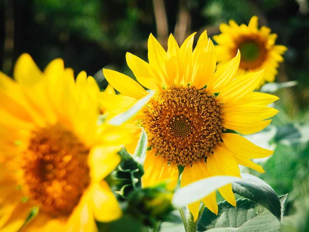 yellow sunflower selective focus photography