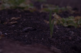 A small green sprout emerges from dark, moist soil surrounded by some dry and decaying organic material. In the background, there are hints of green foliage, suggesting early stages of plant growth in a garden or natural setting.