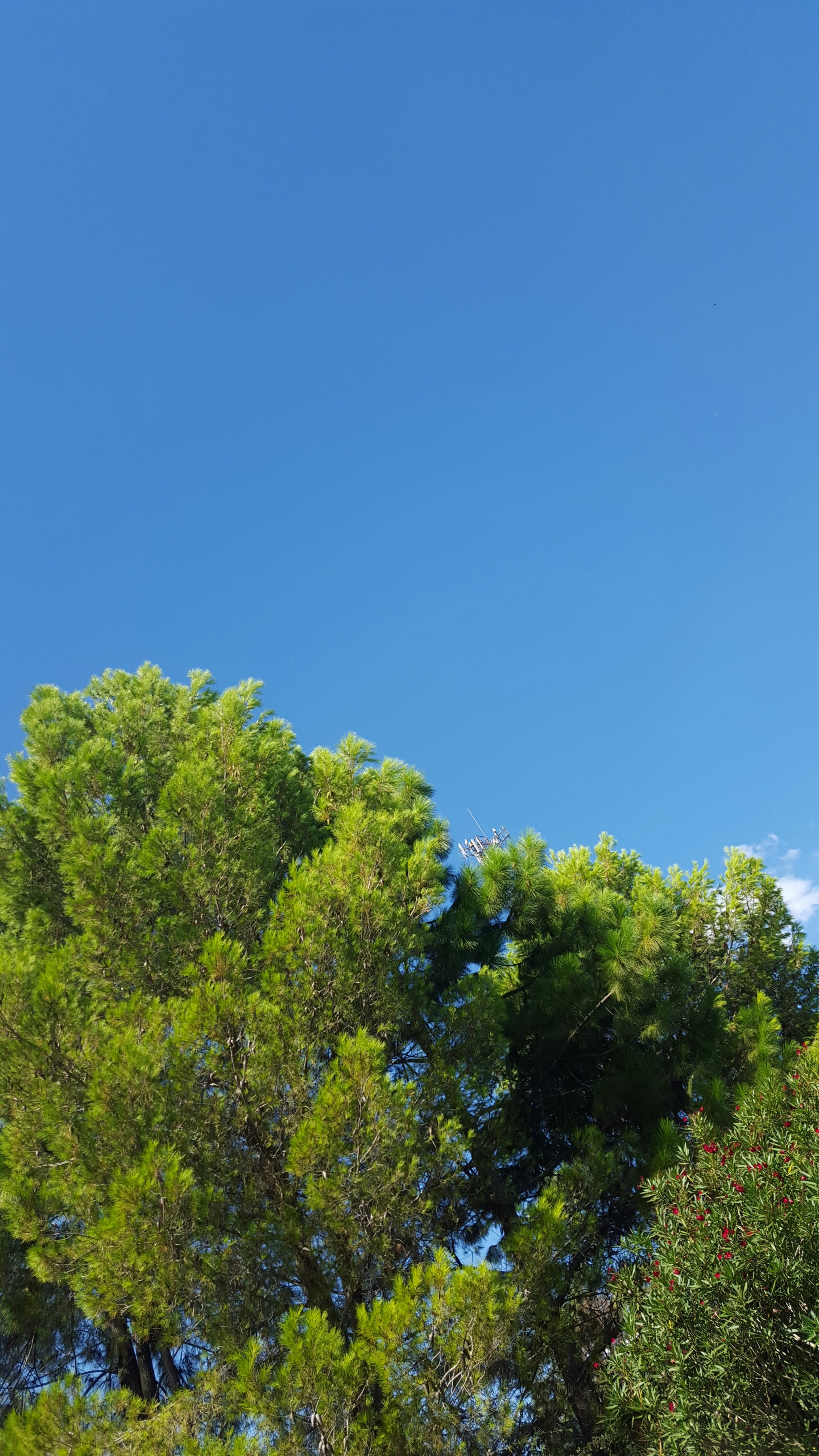 Free Unsplash photo from Luca Pugliese