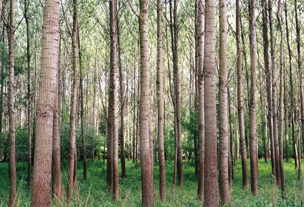 albero verde durante il giorno