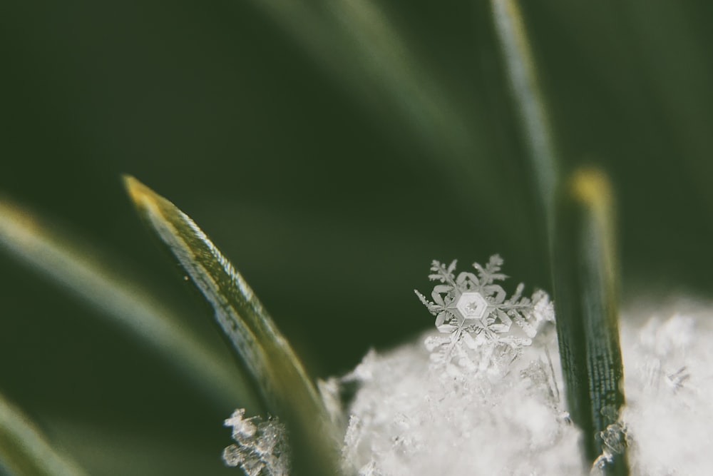 macro-photography of now crystals