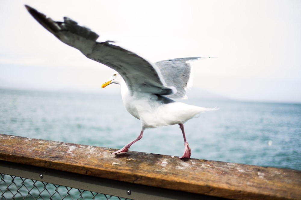 海近くの茶色の木製の柵の上の白と灰色の鳥の写真