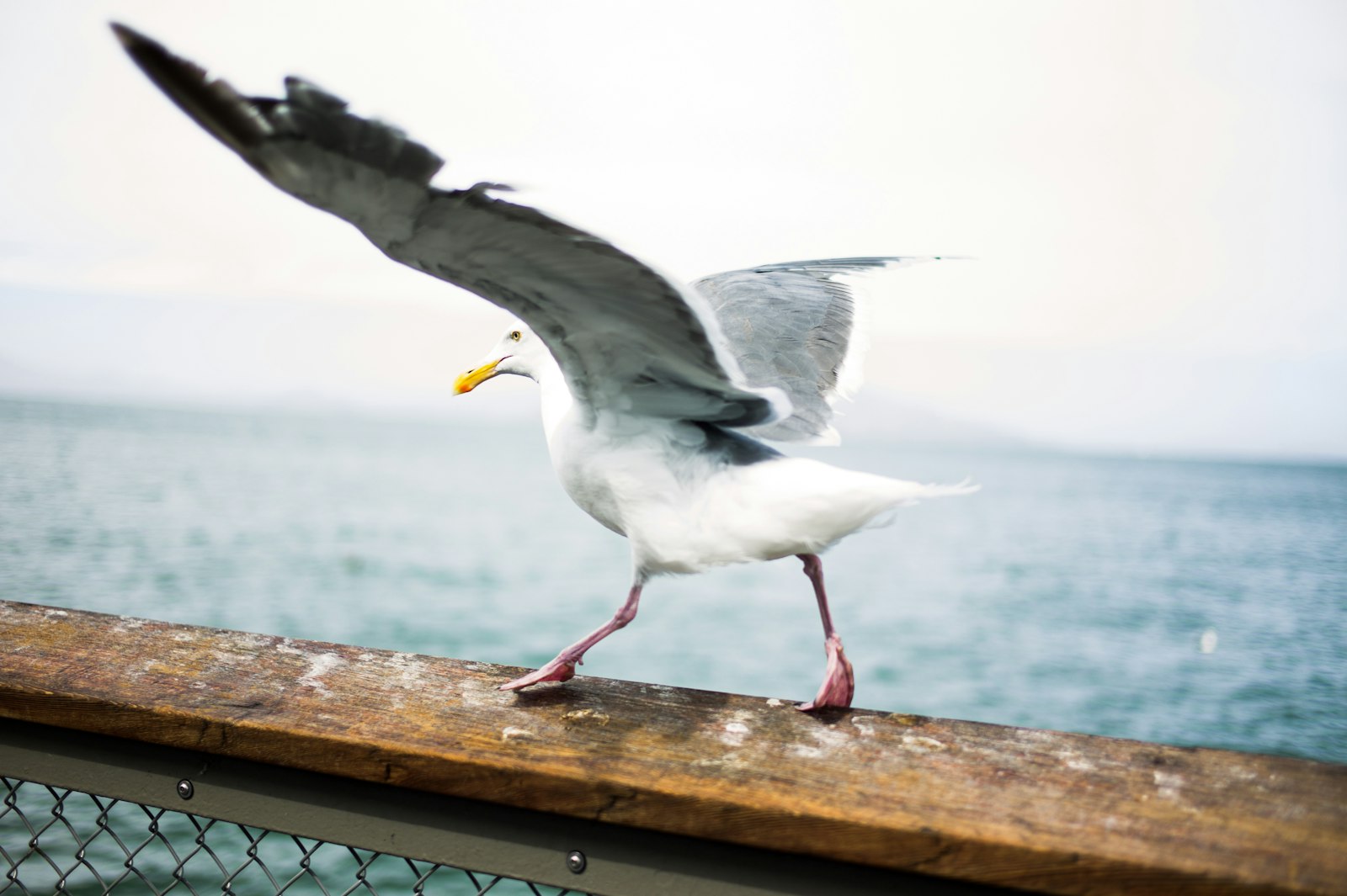 Leica M9 sample photo. Photography of white and photography