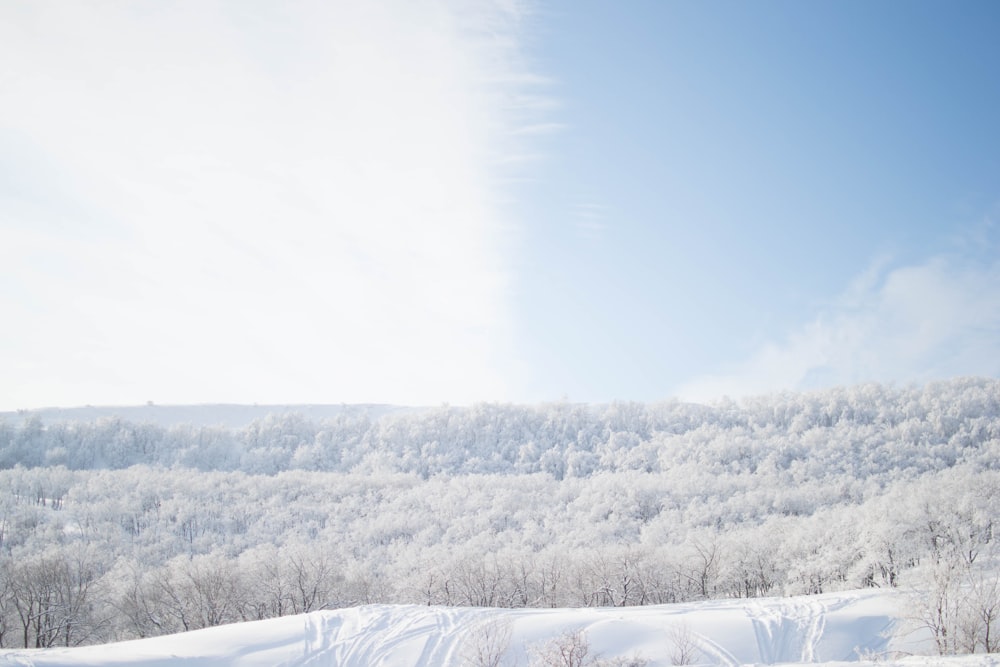 árvores cobertas de neve