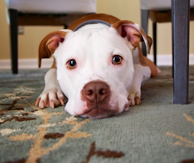 dog laying on area rug